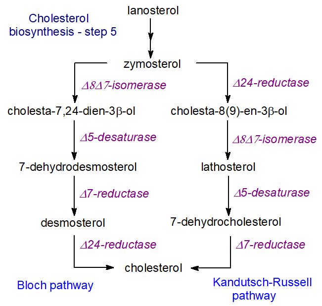Final steps in cholesterol biosynthesis