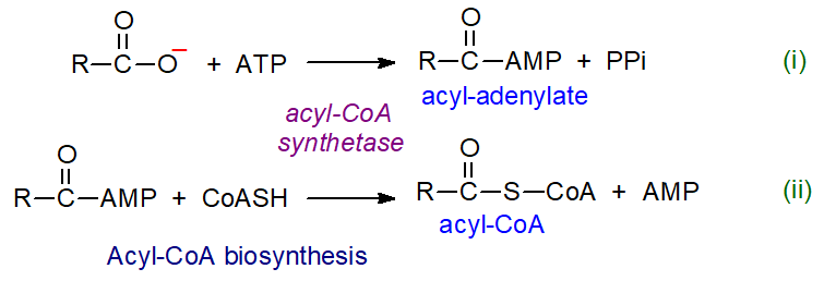 Biosynthesis of coenzyme A esters