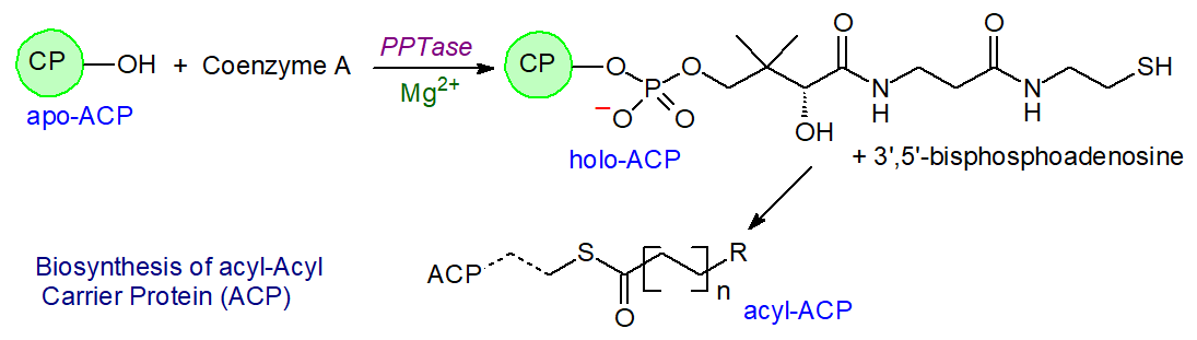 Biosynthesis of acyl-ACP