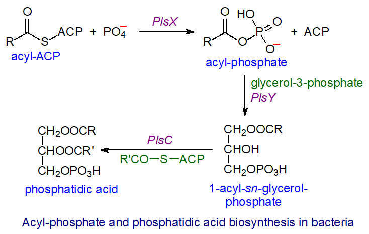 Biosynthesis of acyl phosphates and phosphatidic acid