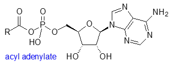 Structural formula of an acyl adenylate
