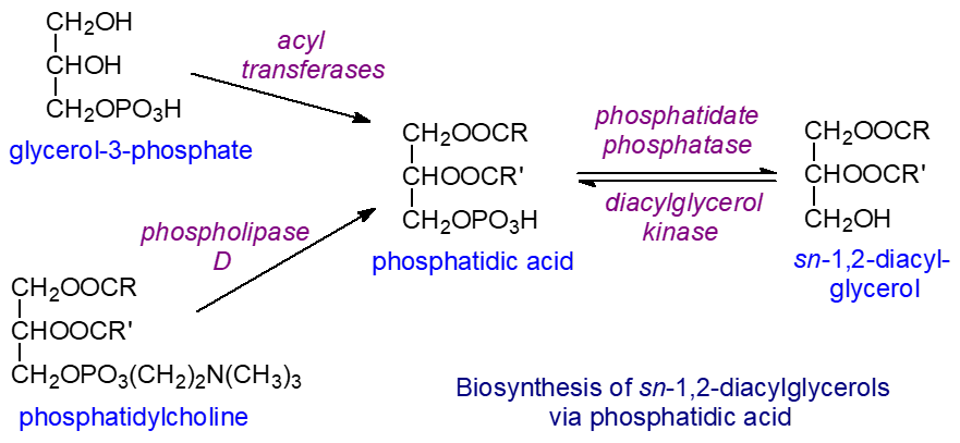 Biosynthesis of 1,2-diacylglycerols via phosphatidic acid