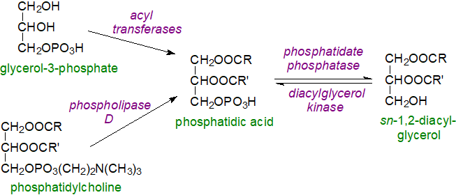 Biosynthesis of 1,2-diacylglycerols via phosphatidic acid