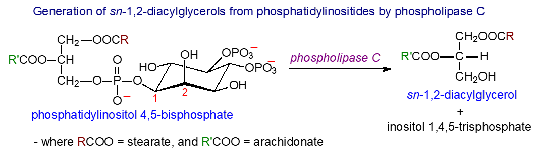 Hydrolysis of phosphatidylinositol to diacylglycerolsby phospholipase C