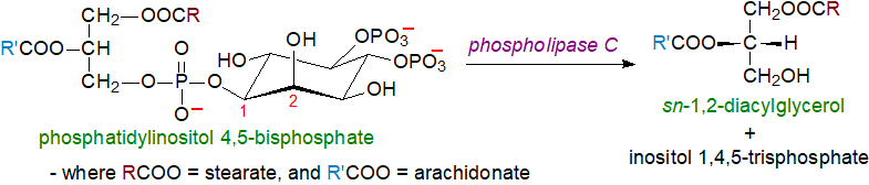 Hydrolysis of phosphatidylinositol to diacylglycerols by phospholipase C