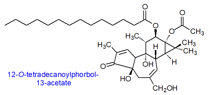 Formula of a phorbol ester
