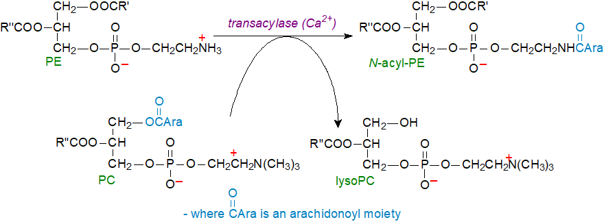 Formula of anandamide