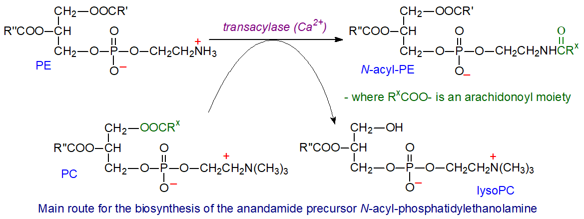 Biosynthesis of the anandamide precursor N-acyl-phosphatidylethanolamine
