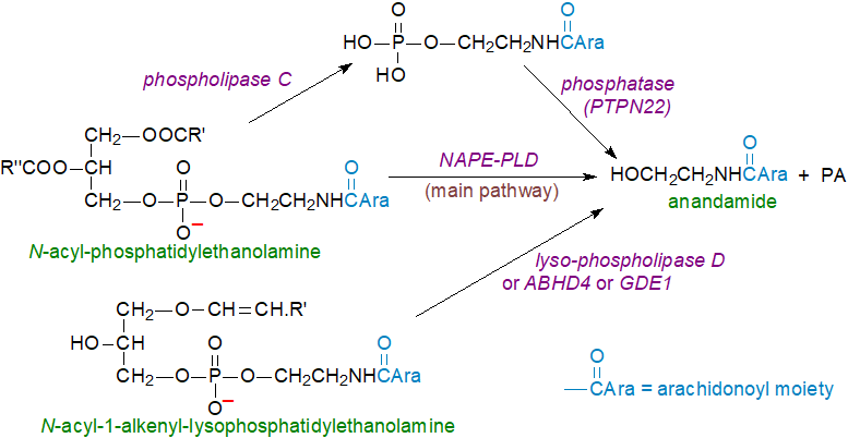 Lipid Maps Lipidomics Gateway