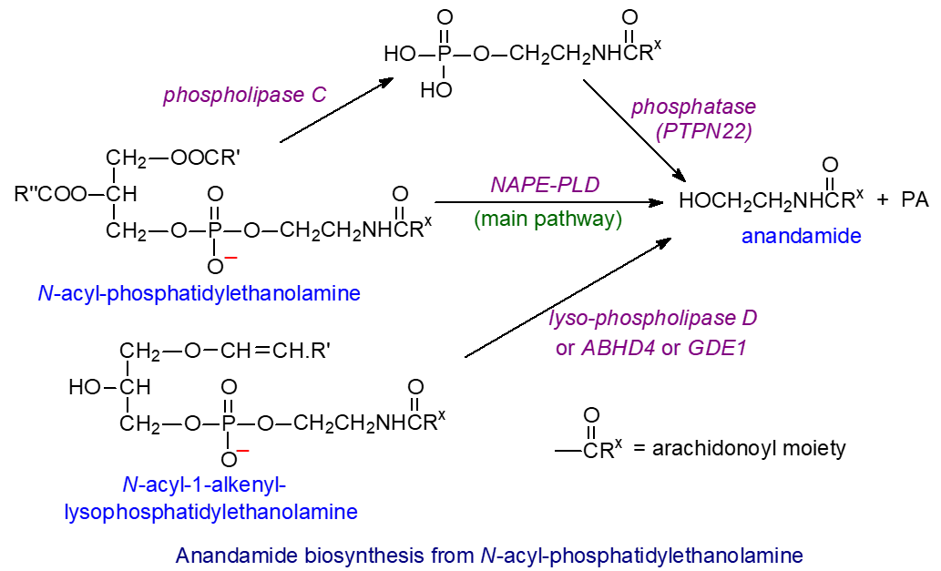 Biosynthesis of anandamide