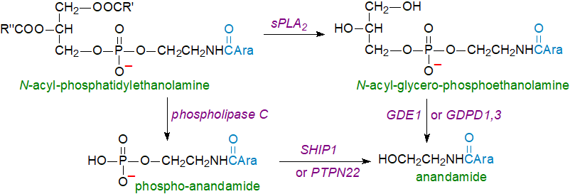 Biosynthesis of anandamide