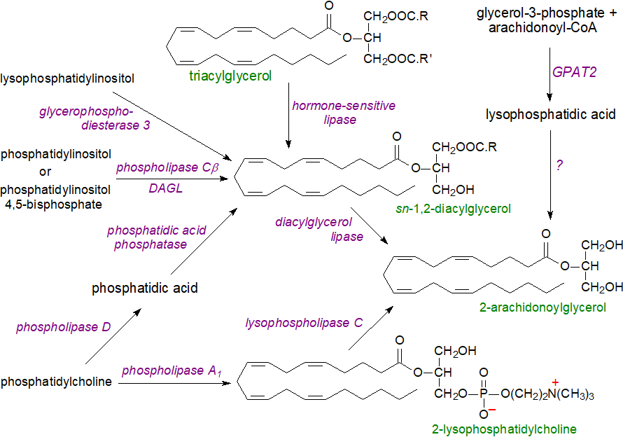 Hydrolysis of anandamide