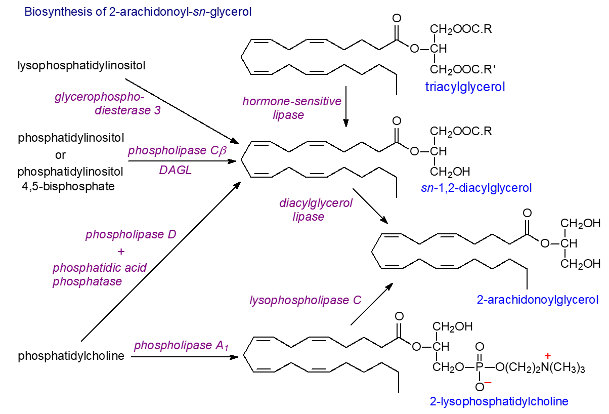 Biosynthesis of 2-arachidonoylglycerol