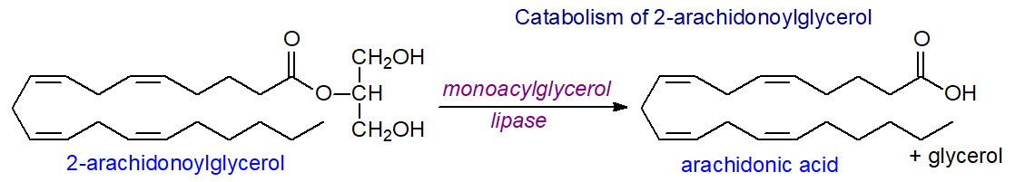 Catabolism of 2-arachidonoylglycerol