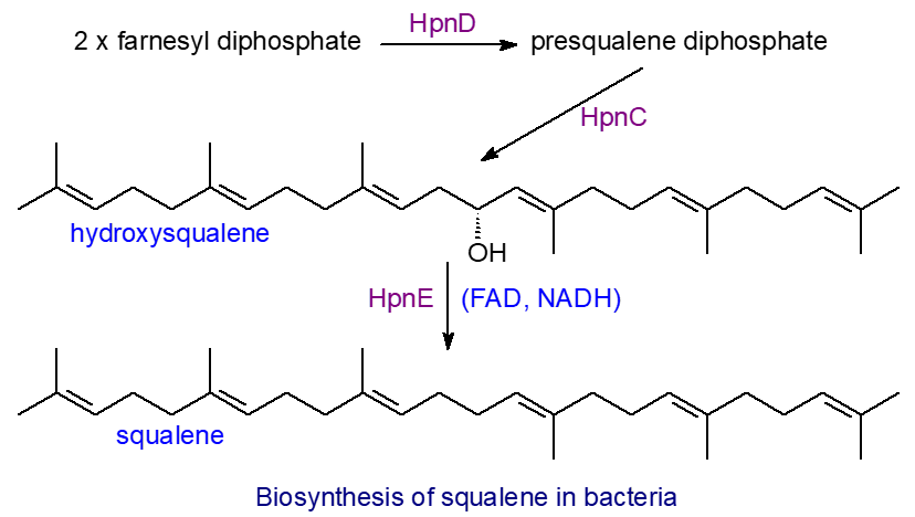 Biosynthesis of squalene in bacteria