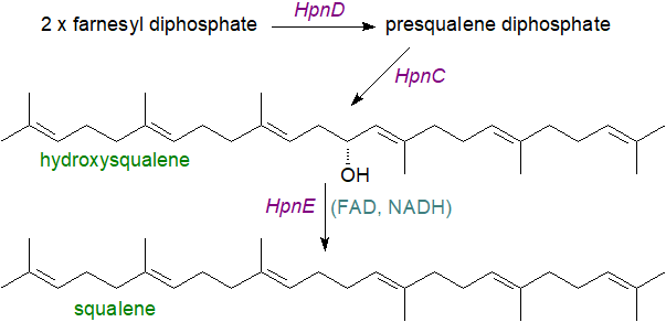 Biosynthesis of squalene in bacteria