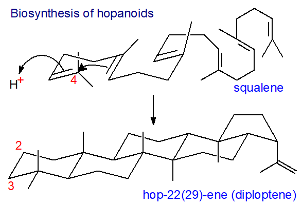 Biosynthesis of hopanoids - cyclization step