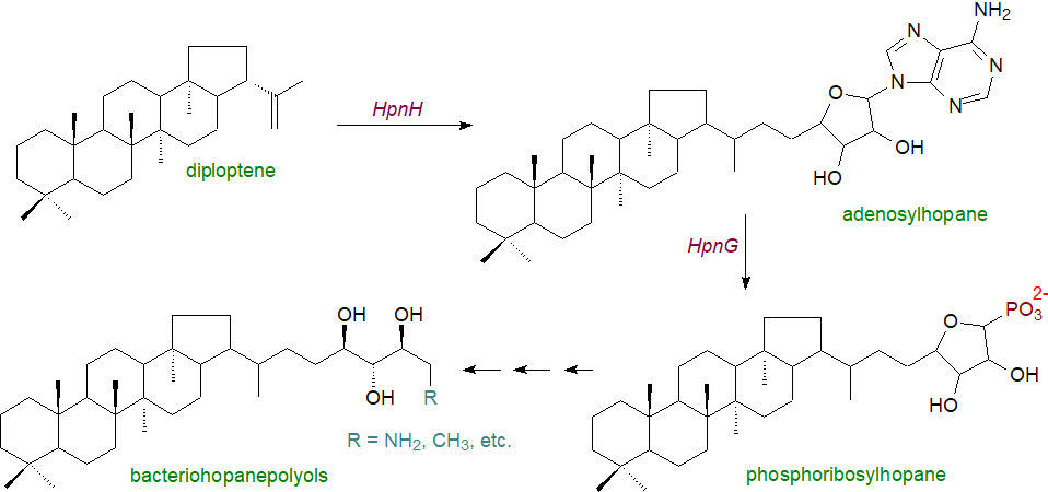 Changes to hopanoids with geological time