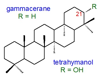 Structure of tetrahymanol