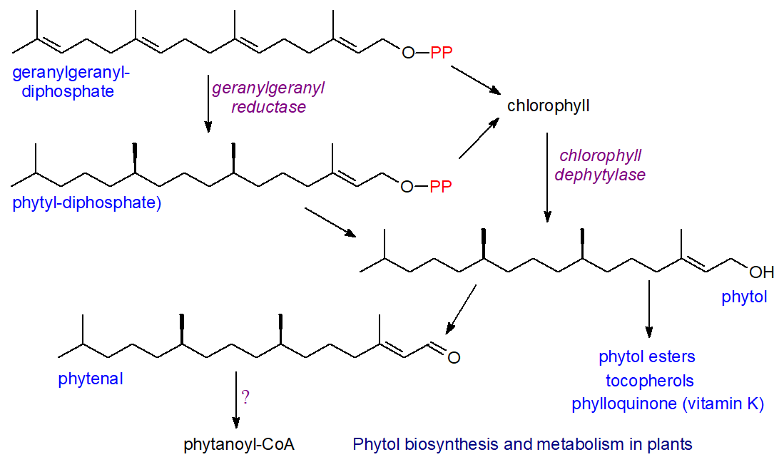 Phytol biosynthesis