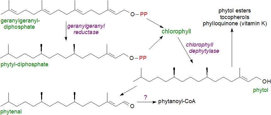 Phytol biosynthesis