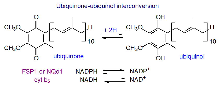 Ubiquinone - conversion to  ubiquinol