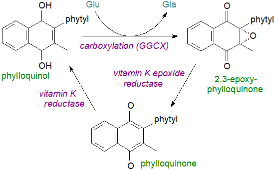 Phylloquinone and menaquinones