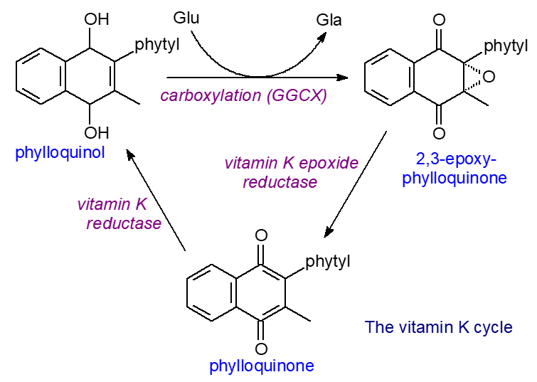 The vitamin K cycle