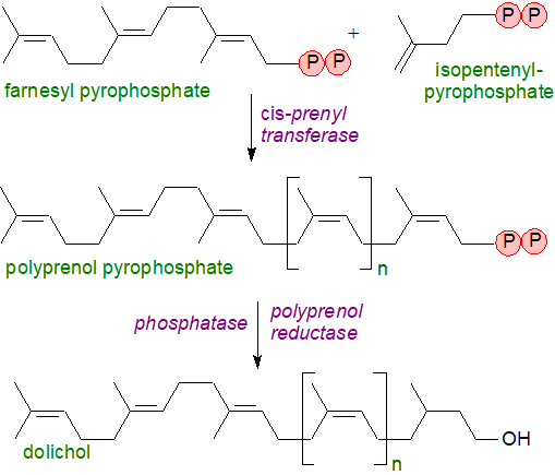 Formulae of polyprenols and dolichols