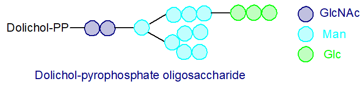 Formula of dolichol-pyrophosphate oligosaccharide