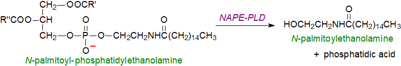 Formula of N-palmitoyl- and N-oleoylethanolamines