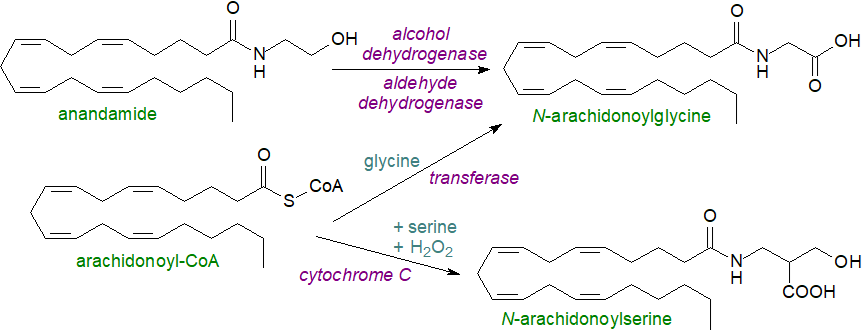 Biosynthesis of N-palmitoylethanolamine