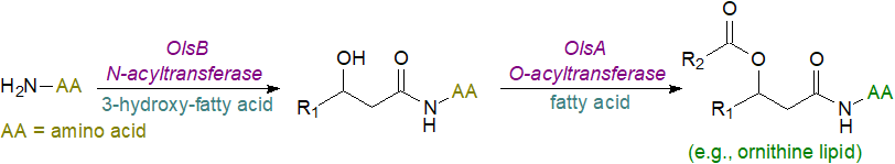 Formula of N-palmitoylserotonin