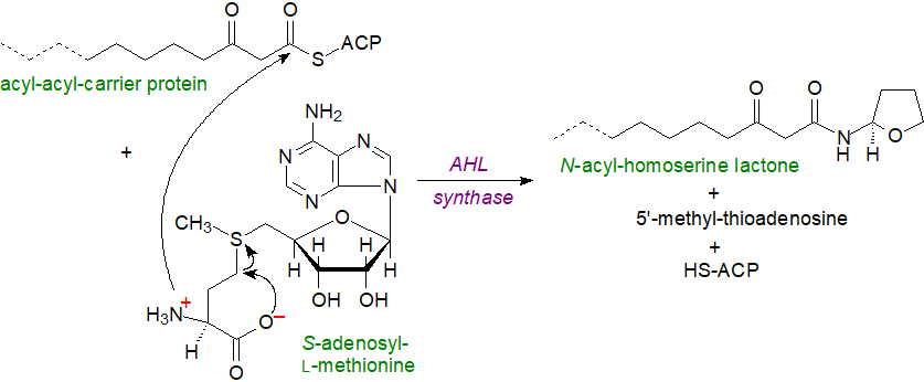 Biosynthesis of an N-acyl-homoserine lactone