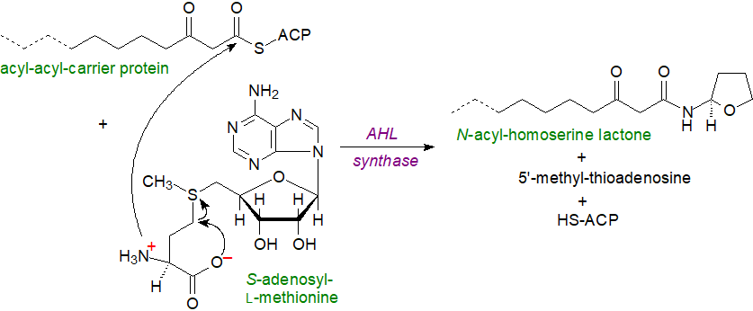 Formulae of affinin and capsaicin