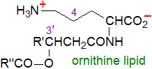 Formula of an ornithine lipid