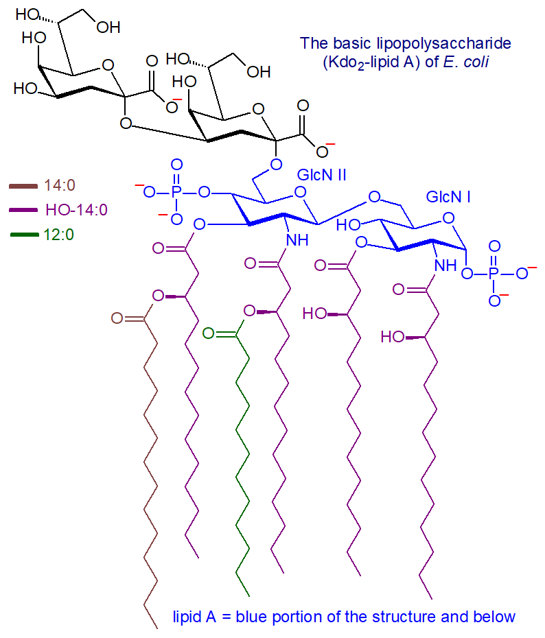 Structural formula of the basic lipopolysaccharide from E. coli