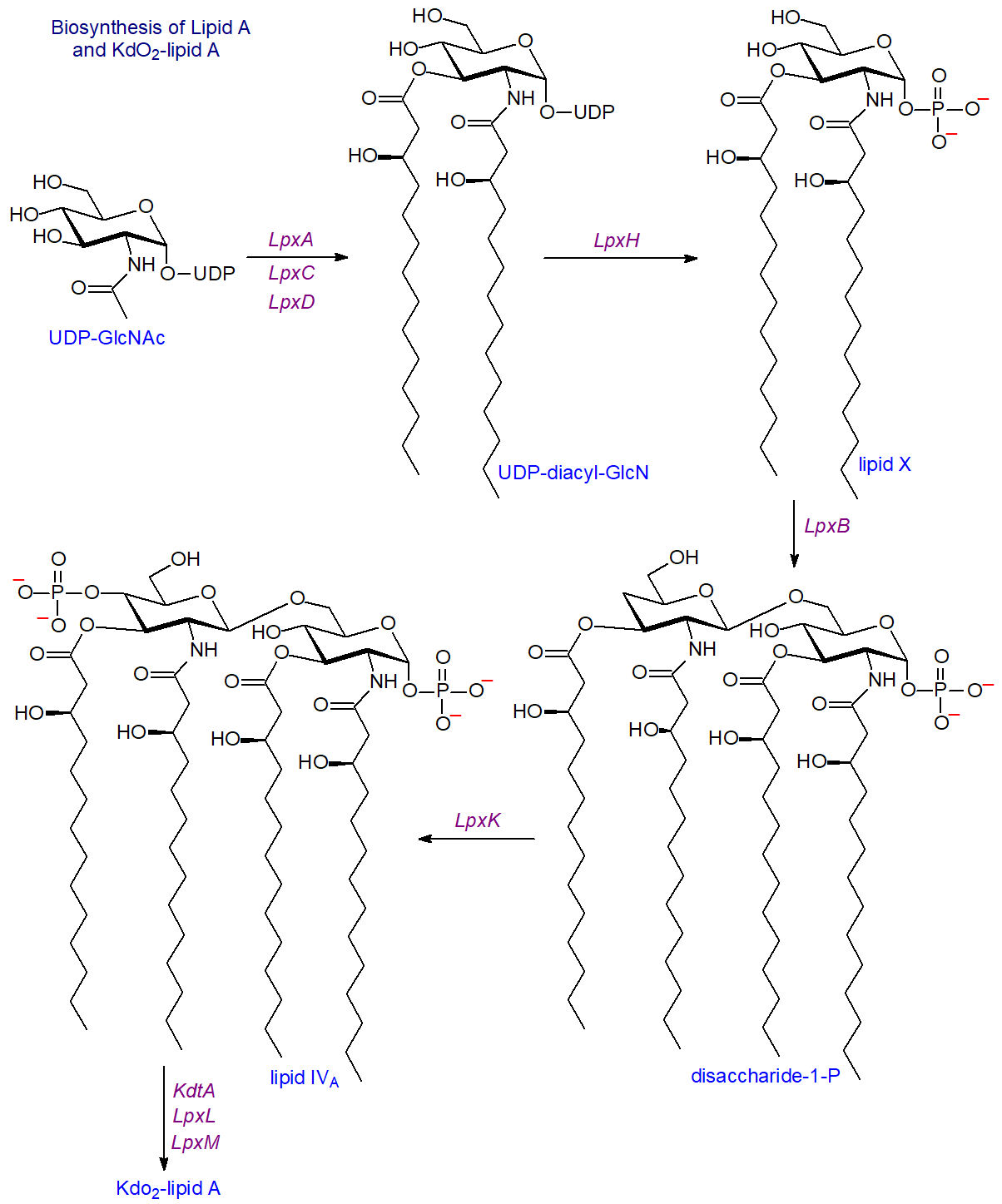 Biosynthesis of Lipid A