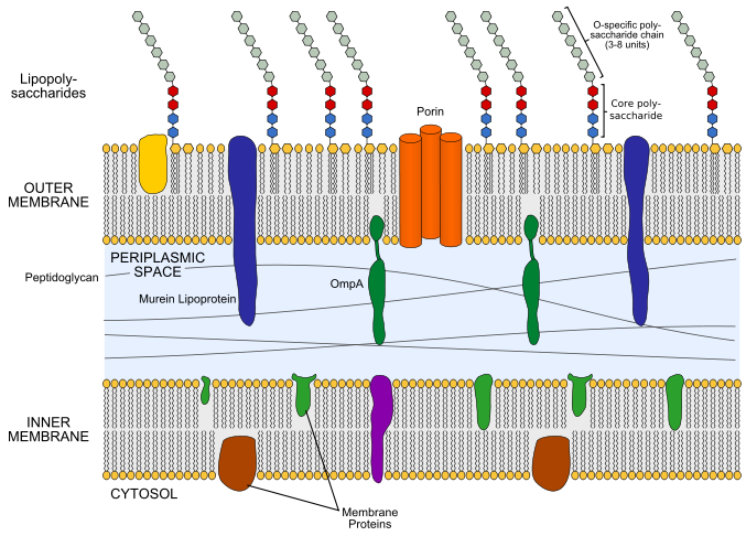 Schematic representation of the cell wall of Gram-negative cell bacteria
