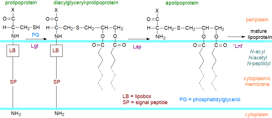 Depsipeptide ester link