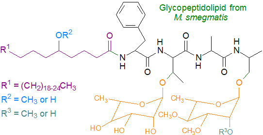 Glycolipopeptide from M. smegmatis