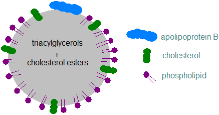 A schematic lipoprotein