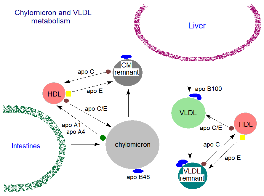 Chylomicron and VLDL metabolism