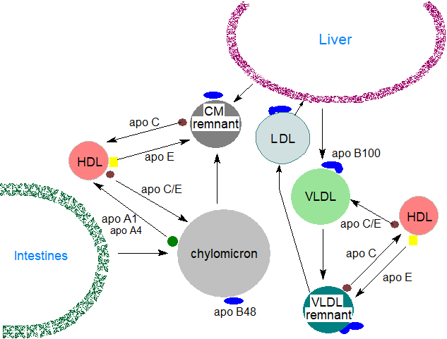 Chylomicron and VLDL metabolism