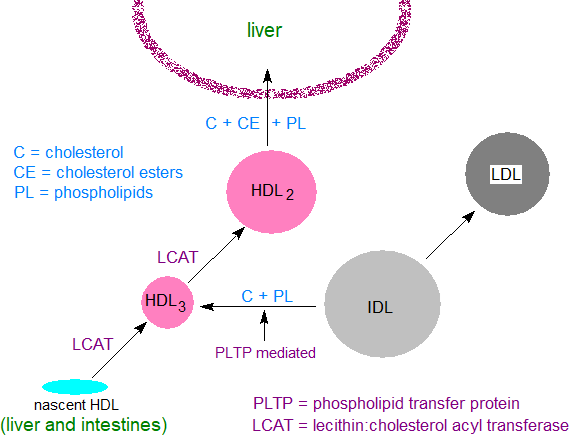 HDL and cholesterol metabolism