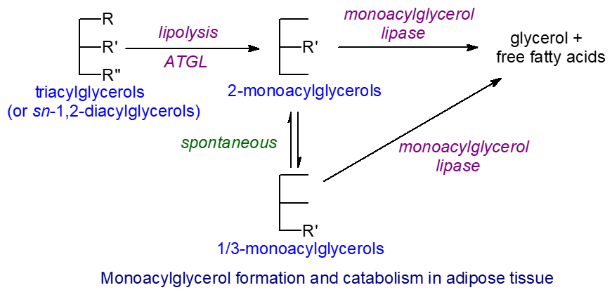 Monoacylglycerol formation and catabolism