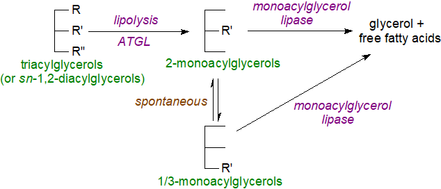 Monoacylglycerol formation and catabolism in adipose tissue