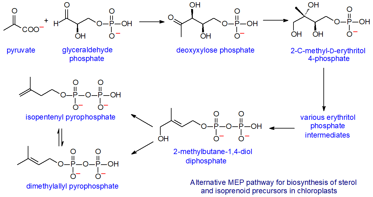 Non-mevalonate pathway of sterol biosynthesis in chloroplasts