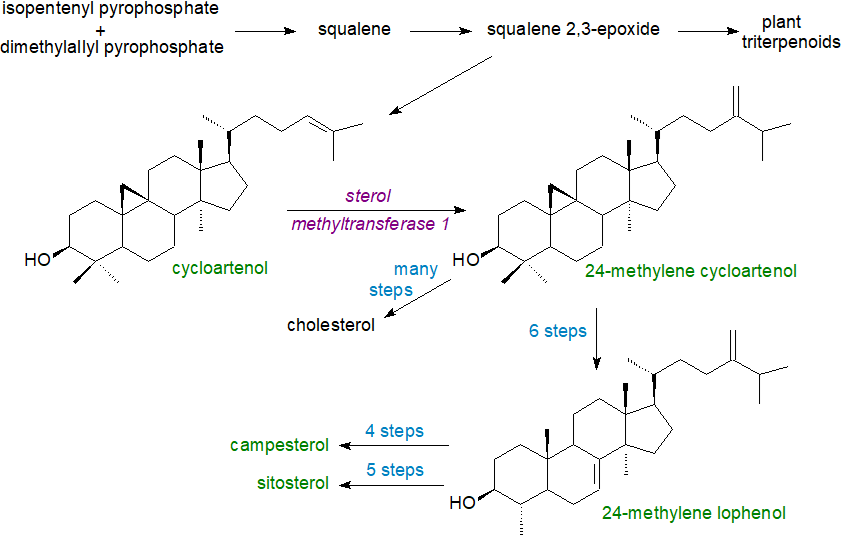 Non-mevalonate pathway of sterol biosynthesis in chloroplasts