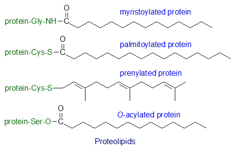 Figure 1. Formulae of myristoylated, palmitoylated and prenylated proteins